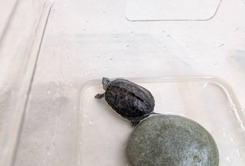 水龜飼料推薦 水龜飼料推薦