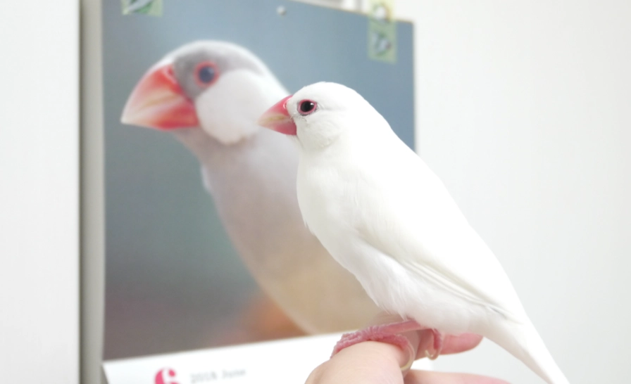 白文鳥飼養 白文鳥飼養