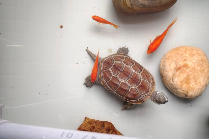 烏龜飼料推薦