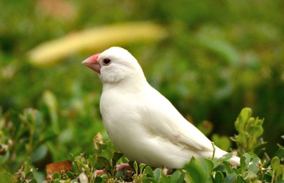 白文鳥飼養 白文鳥飼養