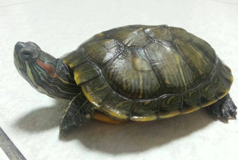 澤龜種類怎麼挑：8種常見澤龜的飼養難度、價格與法規差異