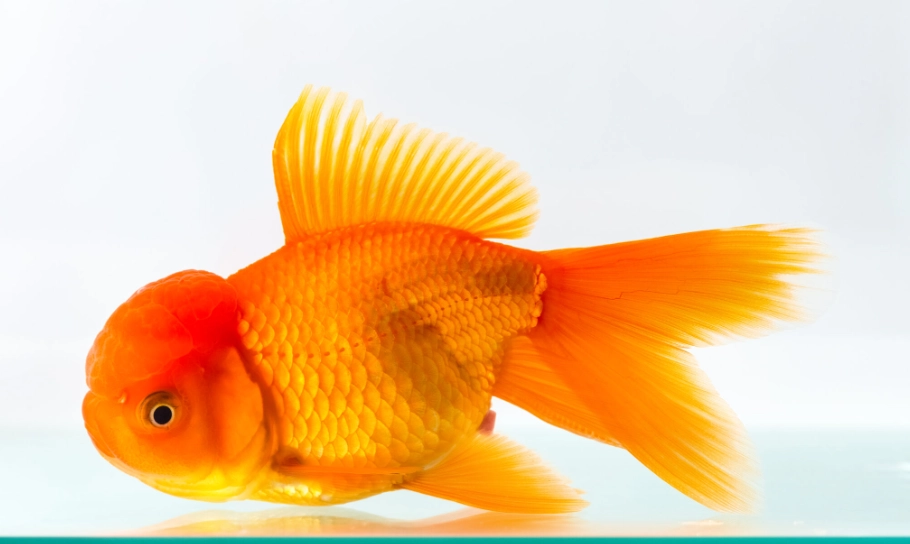 獅頭金魚飼養