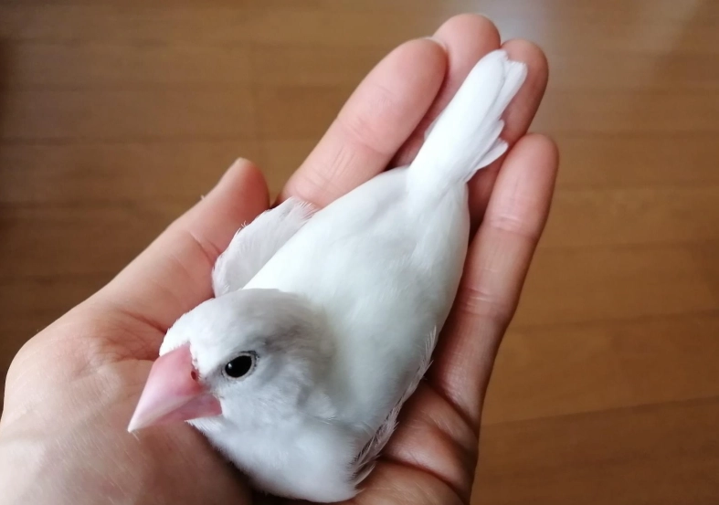 白文鳥配對 白文鳥配對