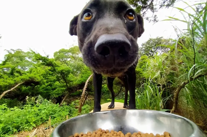 狗狗誤食毒菇症狀 狗狗誤食毒菇症狀