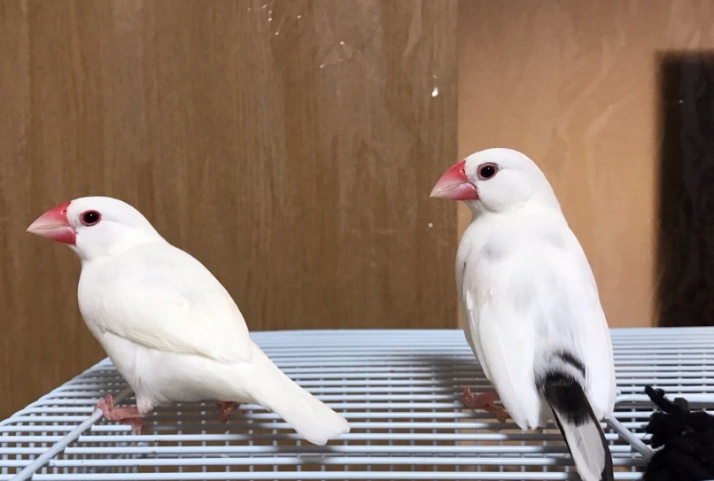 白文鳥飼養 白文鳥飼養