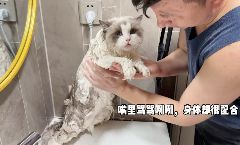 布偶貓洗毛精