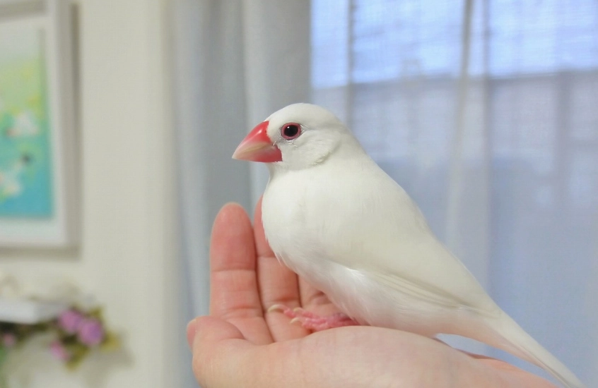 白文鳥配對 白文鳥配對
