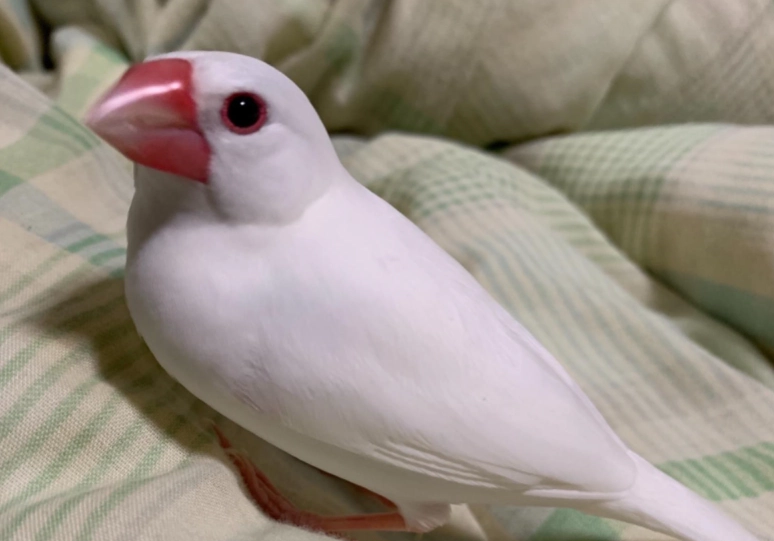 白文鳥飼養 白文鳥飼養