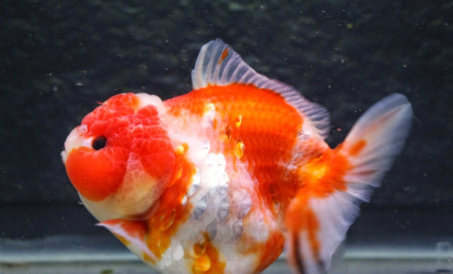 金魚頭瘤