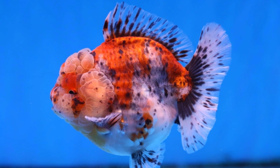 小獅頭金魚怎麼養？頭瘤養成、水質管理與疾病照護實戰筆記