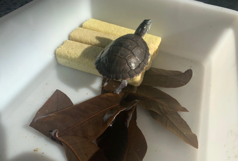 烏龜曬背燈推薦
