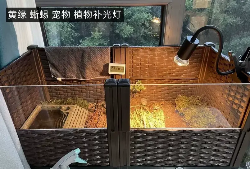 烏龜曬背燈瓦數：澤龜、陸龜、箱龜加熱燈配置與距離實測