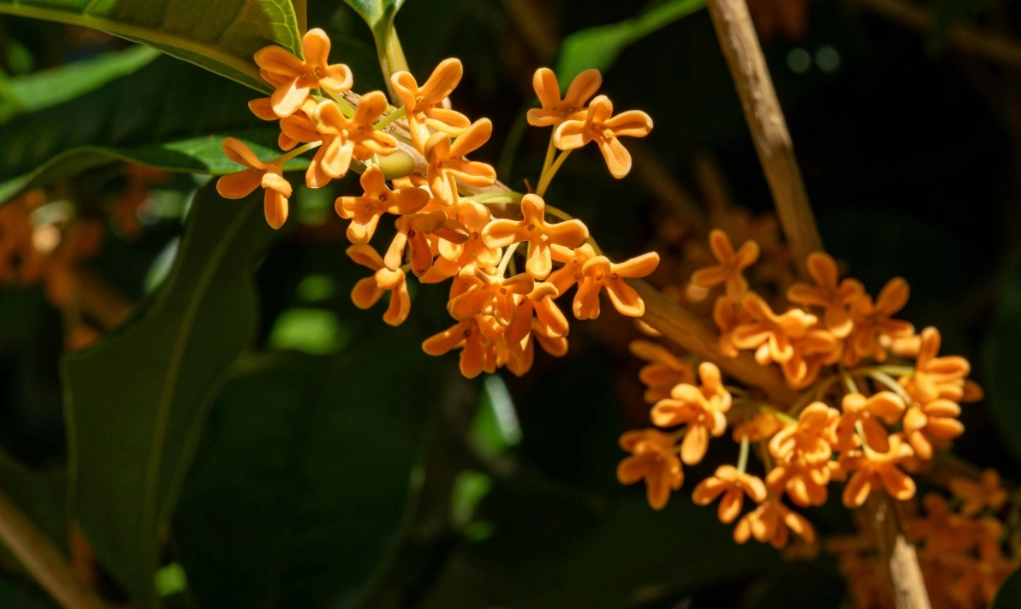 桂花化痰 桂花化痰