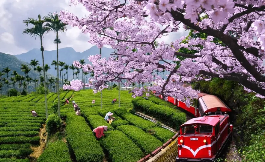 阿里山交通管制 阿里山交通管制