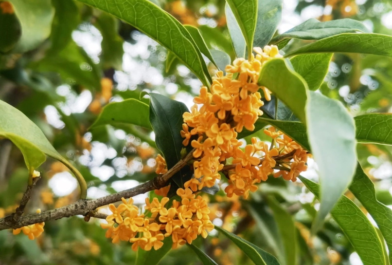 桂花茶禁忌 桂花茶禁忌