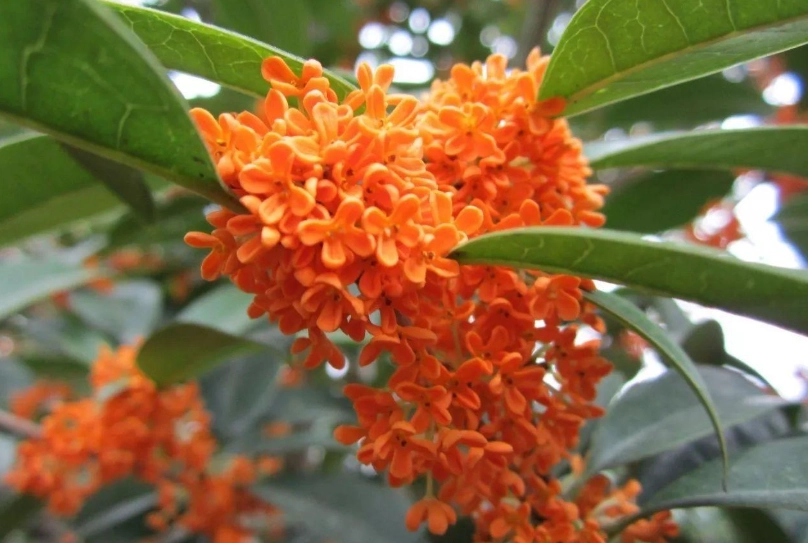 桂花茶禁忌 桂花茶禁忌
