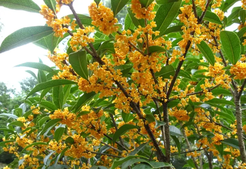 桂花化痰 桂花化痰