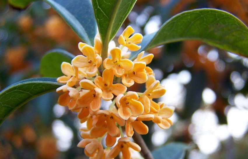 桂花化痰 桂花化痰
