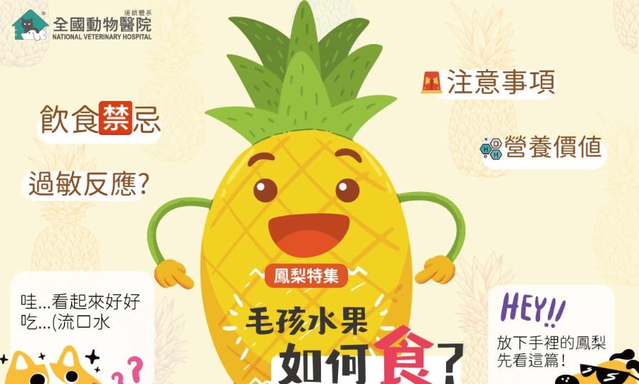 狗可以吃鳳梨嗎 狗可以吃鳳梨嗎