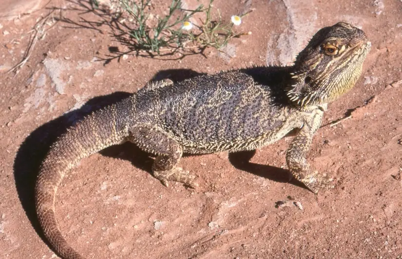 鬆獅蜥溫度太低 鬆獅蜥溫度太低