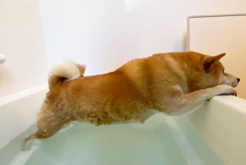 柴犬洗澡頻率 柴犬洗澡頻率