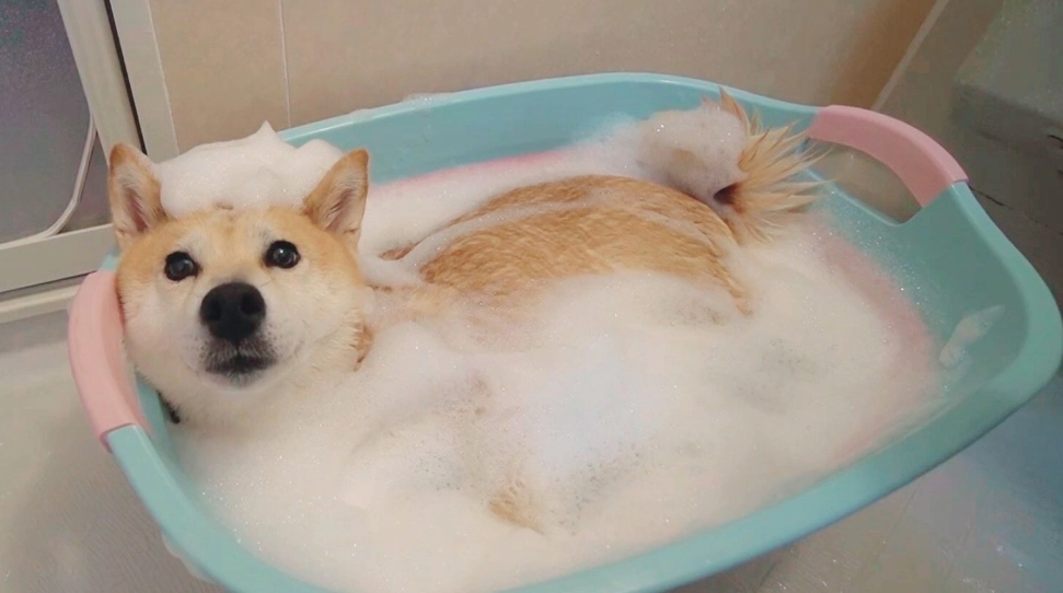 柴犬吹毛 柴犬吹毛