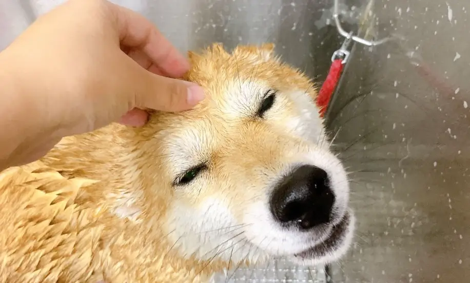 柴犬吹毛 柴犬吹毛