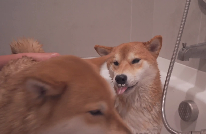 柴犬吹毛 柴犬吹毛