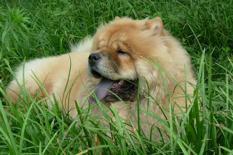 鬆獅犬個性 鬆獅犬個性