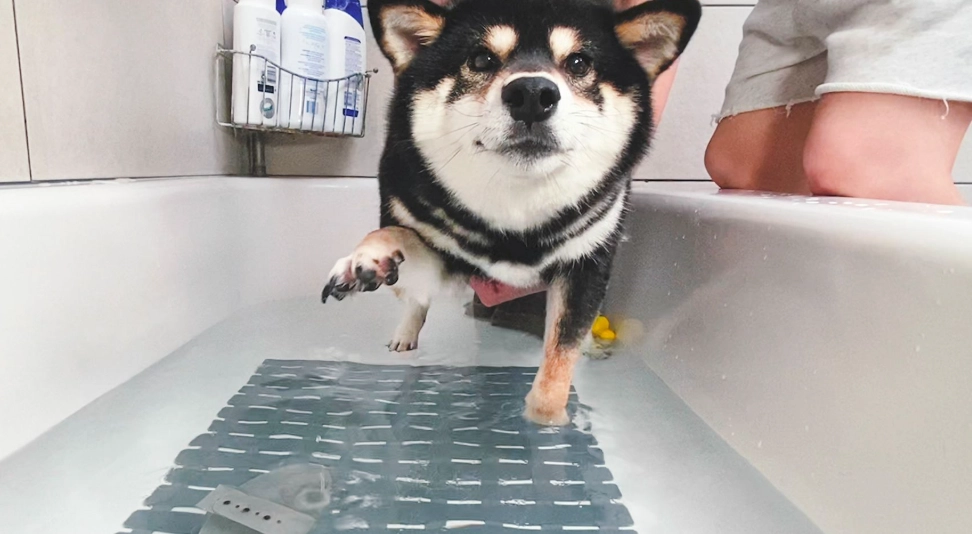 柴犬洗澡頻率 柴犬洗澡頻率