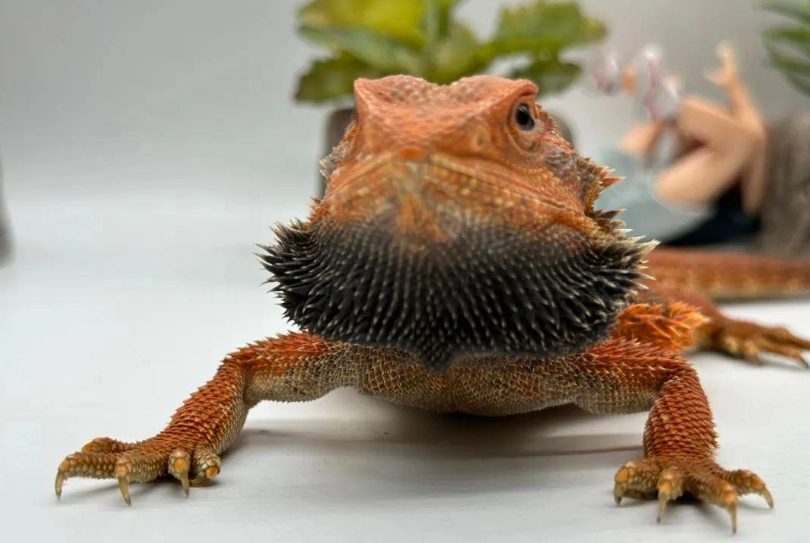 鬆獅蜥曬點溫度 鬆獅蜥曬點溫度
