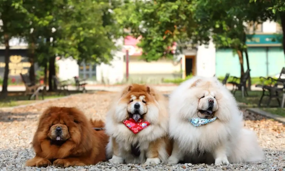鬆獅犬飼養 鬆獅犬飼養