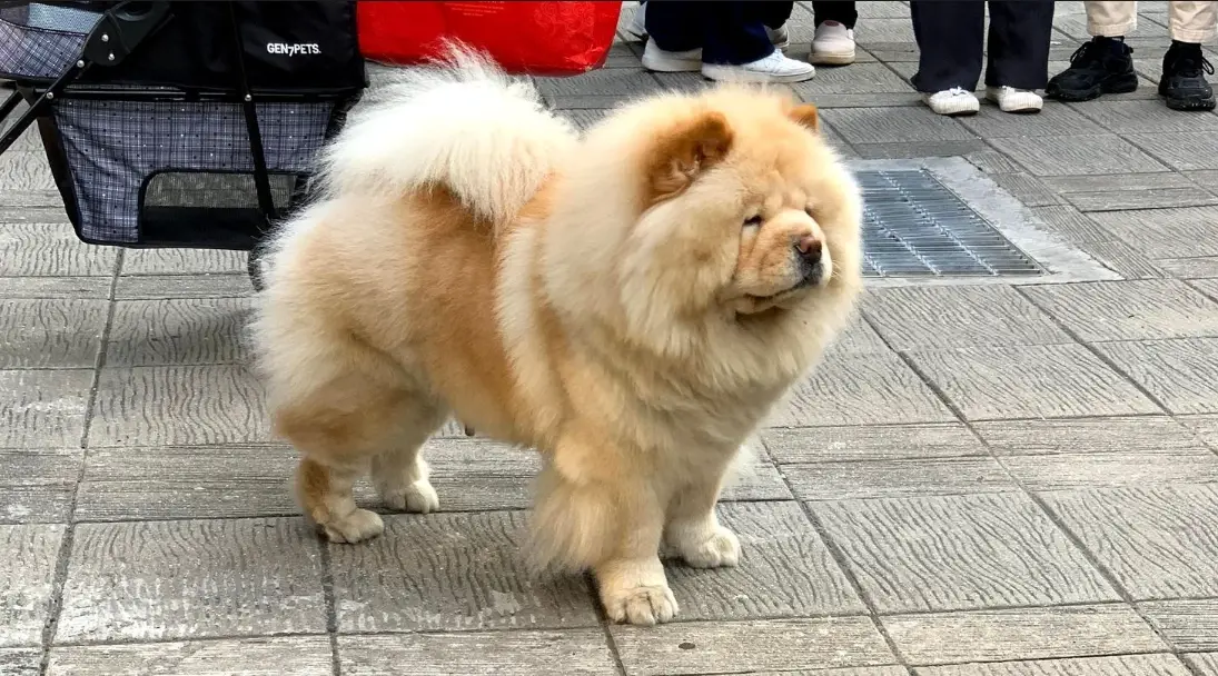 鬆獅犬優缺點：養過兩年後的真實心得、花費與照顧難題