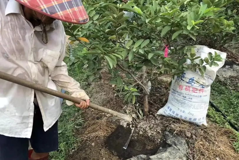 芭樂籽 便秘 芭樂籽 便秘