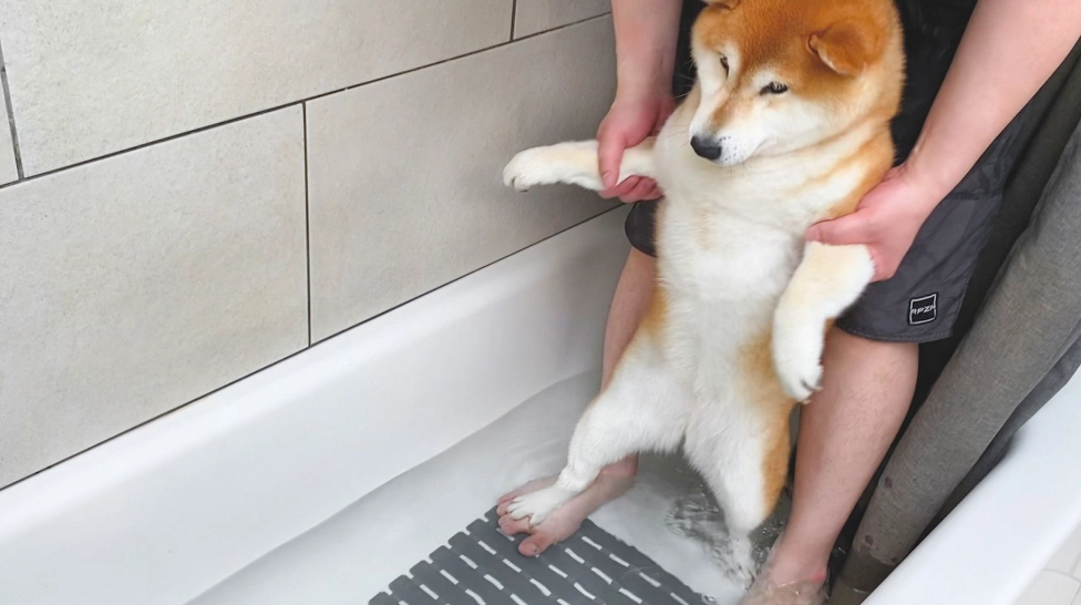柴犬洗澡頻率 柴犬洗澡頻率