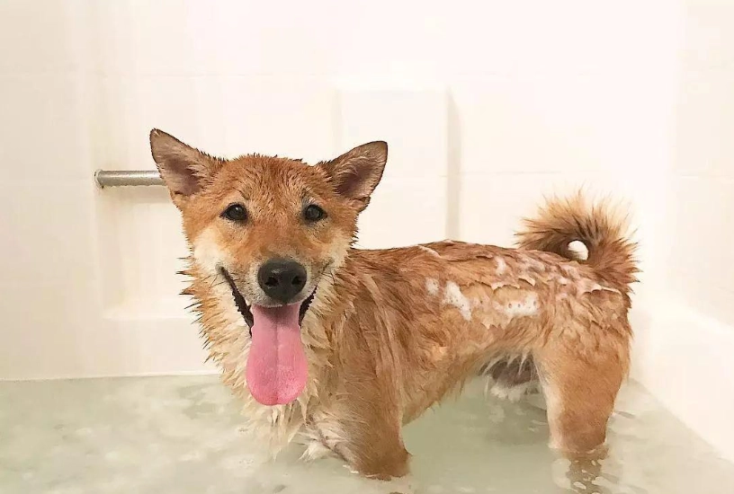 柴犬洗澡實戰筆記：從沖濕到吹乾，獸醫也提醒的那幾個死角