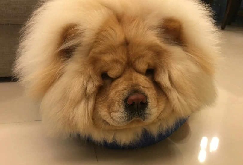 鬆獅犬飼養 鬆獅犬飼養