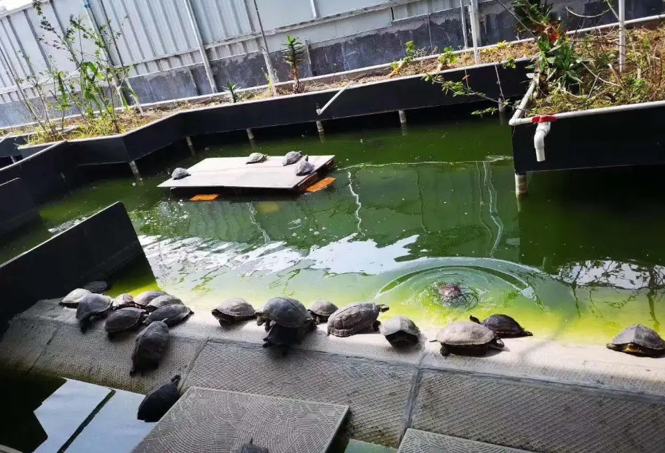 地圖龜飼養