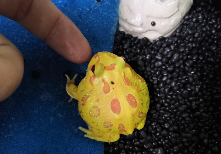 綠角蛙飼養