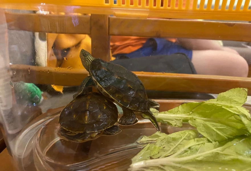 斑龜飼養環境