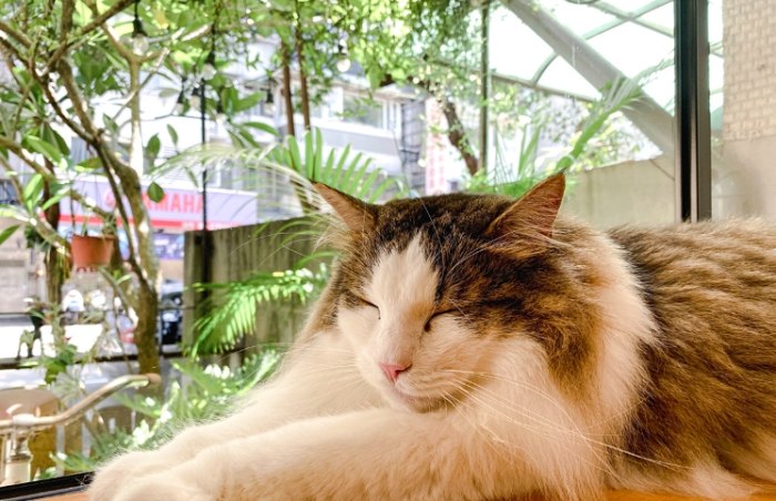 台灣動物咖啡廳