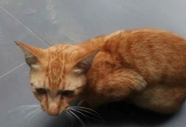 狗狗心絲蟲感染徵兆