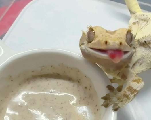 睫角守宮餵食指南