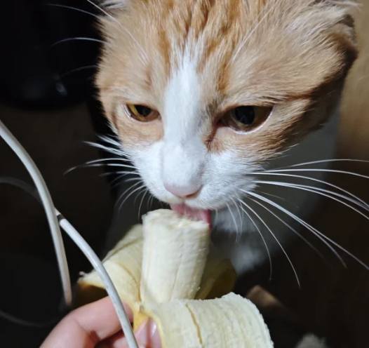 貓吃香蕉