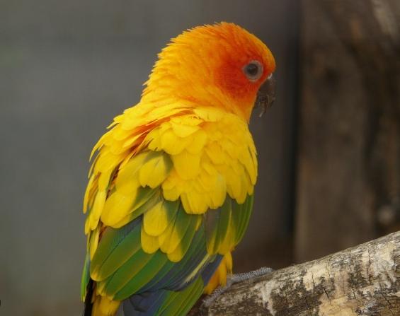 太陽鸚鵡飼養