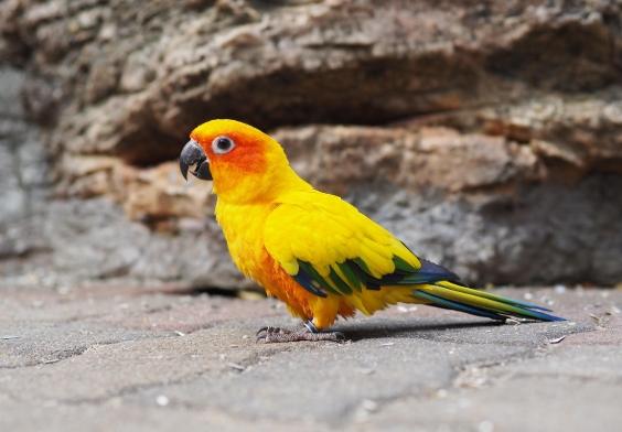 太陽鸚鵡飼養