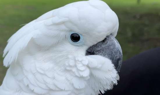 巴丹鸚鵡購買指南