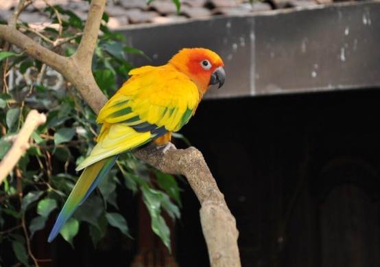 太陽鸚鵡飼養