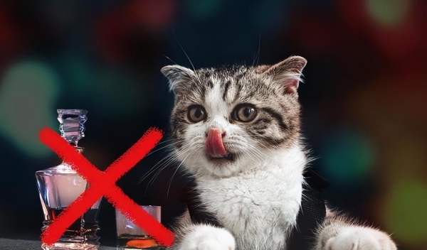 如何讓貓遠離氣味