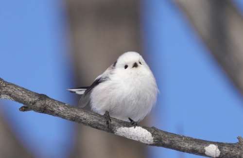 野生動物保育法